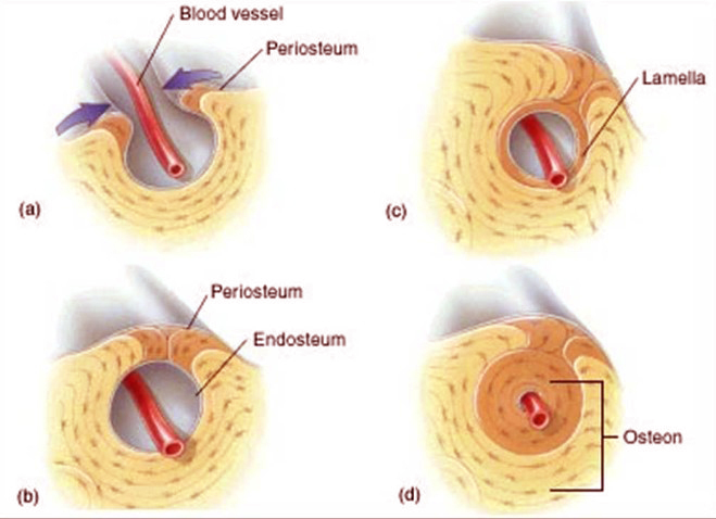 Endosteum Picture 1