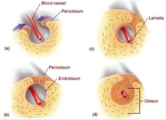 Endosteum