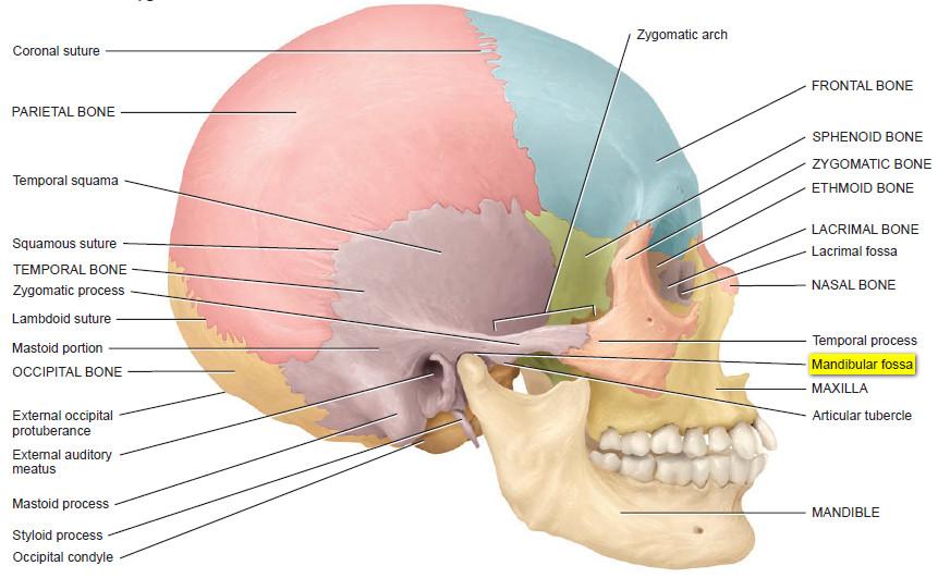 Mandibular Fossa