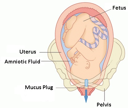 Mucus Plug