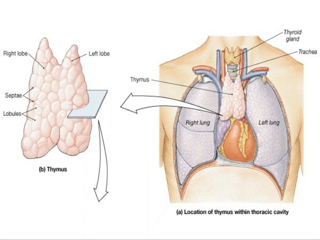 Thymus Picture 1