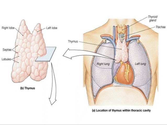 Thymus