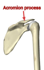 Acromion Process