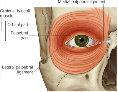 Orbicularis Oculi