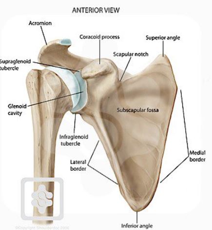 Acromium process Articulations