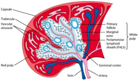 Spleen Anatomy Artery Vein