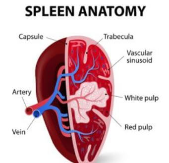 Spleen Anatomy