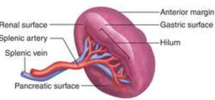 Spleen Surface Anatomy