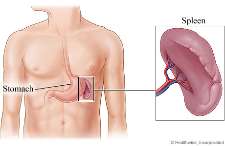 Spleen location image