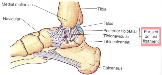 Deltoid Ligament Structure location