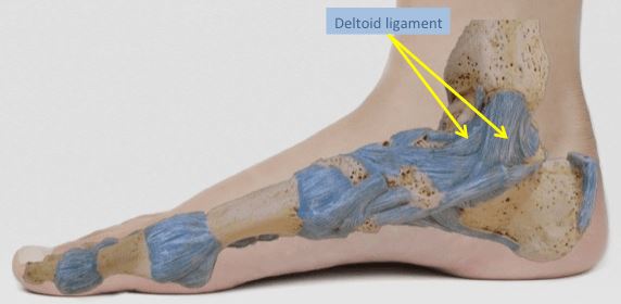 Deltoid Ligament of ankle