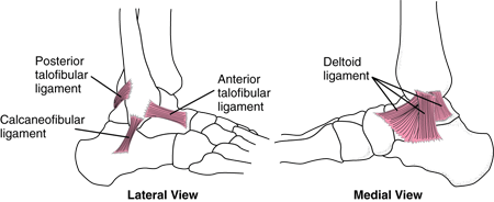 Deltoid Ligament