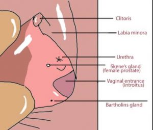 Skene gland