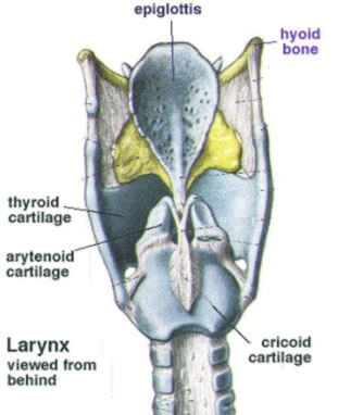 Cricoid Cartilage location pictures