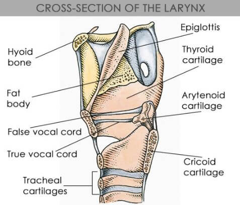 larynx cross section releated structures