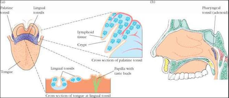 lingual tonsil